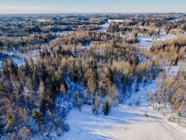Karla kaplı zemin ve kozalaklı ağaçlar ve parlak bir gökyüzünün altında çıplak yaprak döken ağaçlar içeren bir kış ormanı perspektifi.