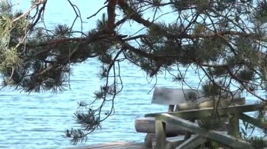 Çam dallarıyla çerçevelenmiş bir göl kıyısındaki ahşap bir bankta durgun bir su ve mavi gökyüzü huzurlu bir doğal ortam yaratıyor.