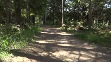 Orman yolu, canlı yeşillikler arasında dolaşır. Güneş ışığı toprak yola gölge düşürür. Barışçıl bir açık hava ortamında keşifleri davet eder.