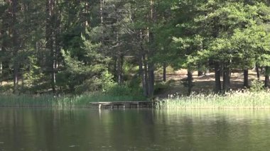 Huzurlu bir göldeki ahşap bir rıhtımın manzarası, ağaçlar ve sazlıklar tarafından çerçevelenmiş, parlak, güneşli bir çevrede doğanın özünü yakalıyor.