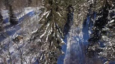 Karlı orman sahnesinde yerde gölgeleri olan uzun ve yeşil ağaçlar doğal bir ortamda sakin bir kış ortamı yaratıyor.