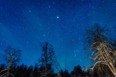 Siluetli ağaçlarla kaplı karlı bir arazinin üzerindeki yıldızlı gece göğü uzak bir yerde sakin bir kış manzarası sergiliyor.