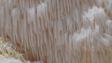 Aslan yelesi mantarının alt tabakadan büyüyen görüntüsü doğal ortamdaki karmaşık dokuları ve yapıları vurguluyor.