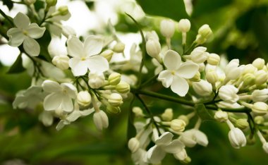 Güzel beyaz leylak çalılar