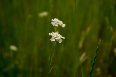 Yeşil firld üzerinde beyaz kır çiçekleri