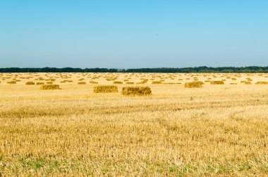 Balya hasat alanında
