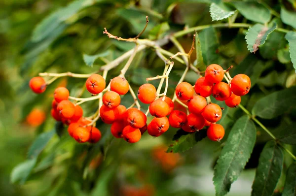 The bush of ripe rowan — Stock Photo, Image