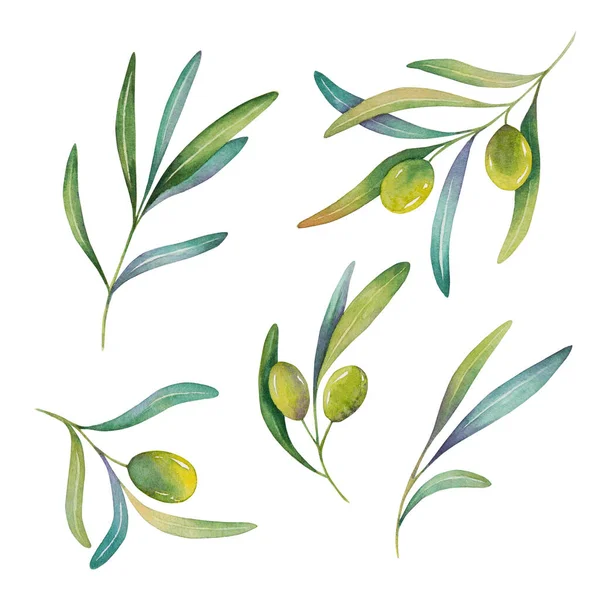 Suluboya Çizimi Zeytin Dalı Beyaz Arka Planda Yeşil Yapraklar — Stok fotoğraf