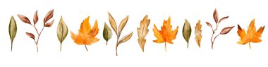 Parlak sonbahar yaprakları, şablonlar, sanat eserleri ve nostaljik mevsimsel tasarımlar için izole altın, turuncu ve sarı yapraklar ile bir araya toplanır..