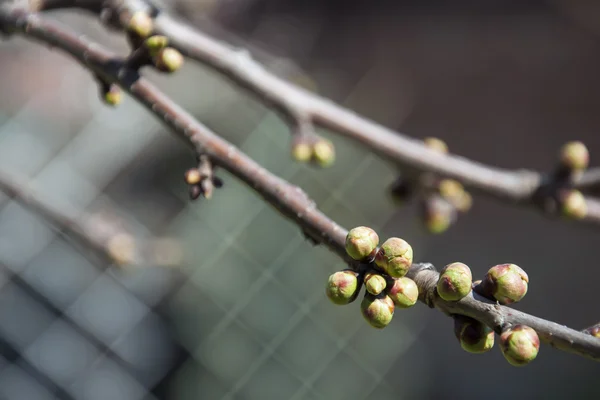 Şişmiş kiraz tomurcukları