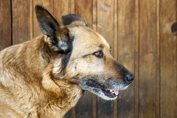 Turuncu dogâ €™ s beklenti