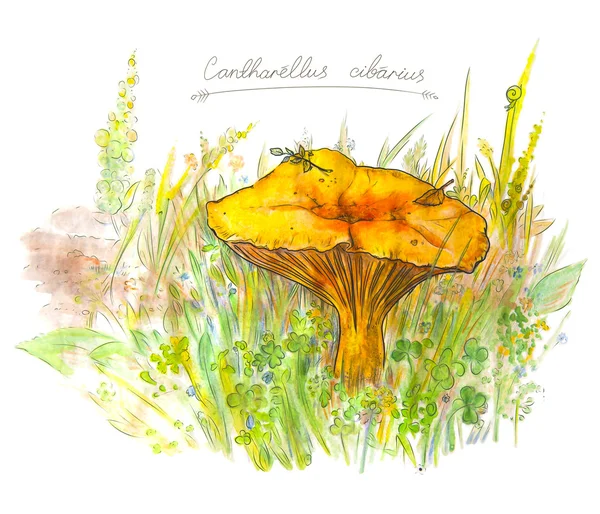 Çizim Cantharellus cibarius mantar