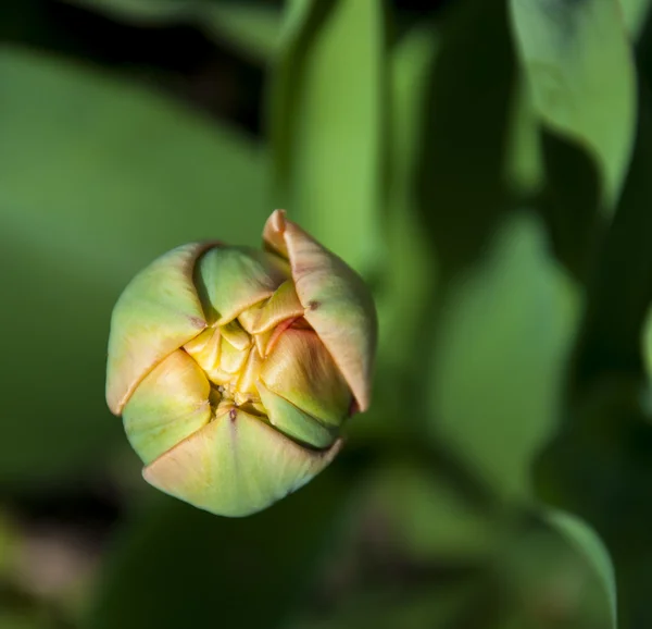 Kırmızı terry Lale tomurcuğu