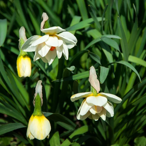 tomurcukları ve çiçekler