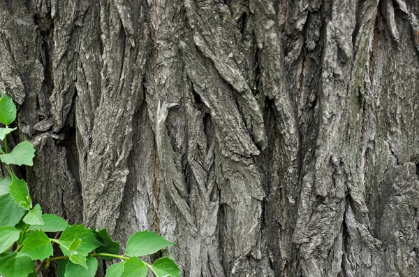 Eski bir ceviz kabuğu