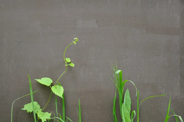 Bitkileri metalik Boyalı yüzeye arka plan üzerinde