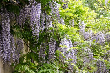 Bir çiçekli Wisteria