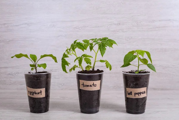 Fidan sebze: patlıcan, domates ve biber plastik bardak hafifletmek arka plan