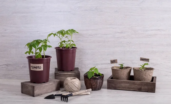 Bahçe aletleri ve bardak fidan sebze ile arka plan rengini