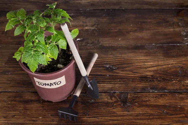 Koyu arka plan üzerinde domates fide ve Bahçe araçları