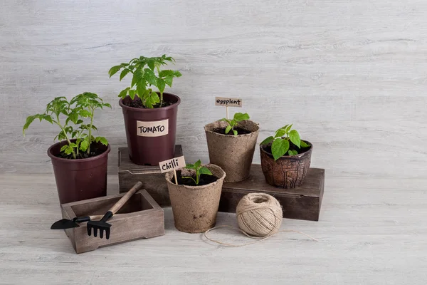 Domates, patlıcan ve biber lahanası bardak ve Bahçe aletleri