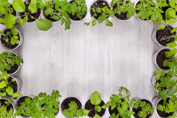 Çerçeve yazıt için yer ile sebze fidesi ile plastik bardak