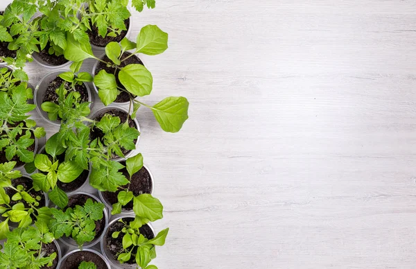 Yeşil sebze fidesi üzerinde arka plan yer f ile hafifletmek