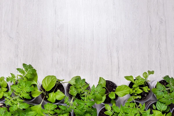 Plastik bardak Light üzerinde sebze fidesi ile yukarıdan görüntüleyin