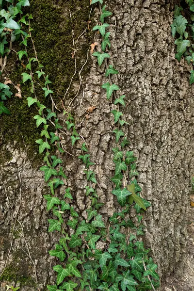 Ivy ağaç kabuğu üzerinde arka plan