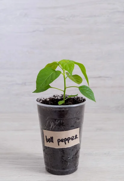 Dolmalık biber fide plastik kap içinde arka plan rengini