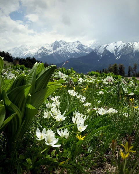 Picos de montaña y glaciares en Arkhyz, Cáucaso Occidental, Rusia — Foto de Stock