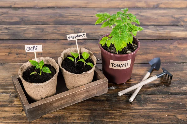 Fide sebze ve ahşap rustik masa üzerinde Bahçe aletleri