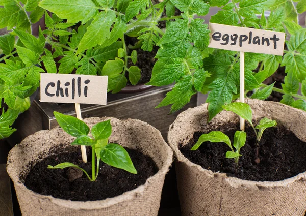 Chilli a lilek sazenice v rašelině květináčích — Stock fotografie