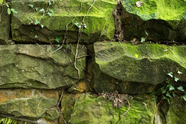 eski taş duvar ve yeşil sarmaşık 