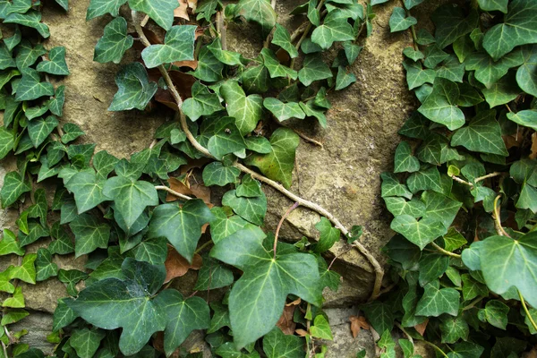 Un fondo hermoso de hiedra verde en la vieja pared de piedra —  Fotos de Stock