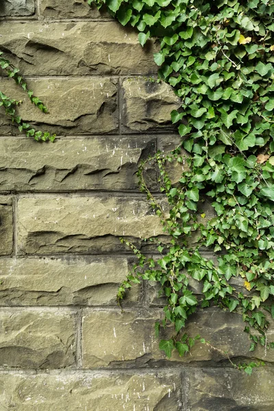 Hiedra verde en pared de piedra vieja — Foto de Stock