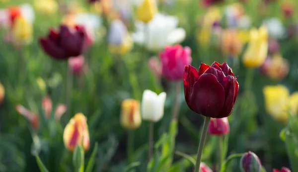 Güzel bir buket lale.