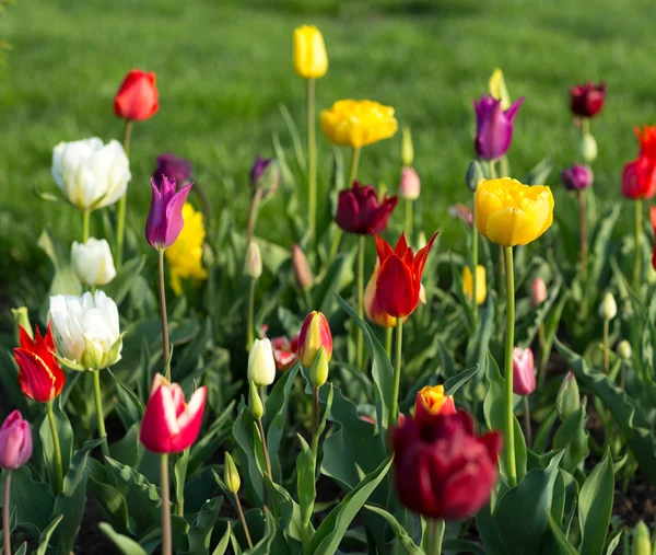 Renkli Lale parkta, Bahar yatay. 