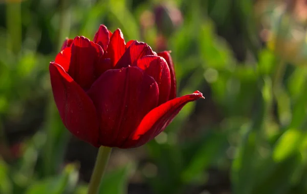 Bir kırmızı lale çiçeği bahar