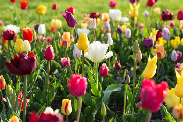 Brillantes flores de tulipán de colores en primavera Fotos de stock