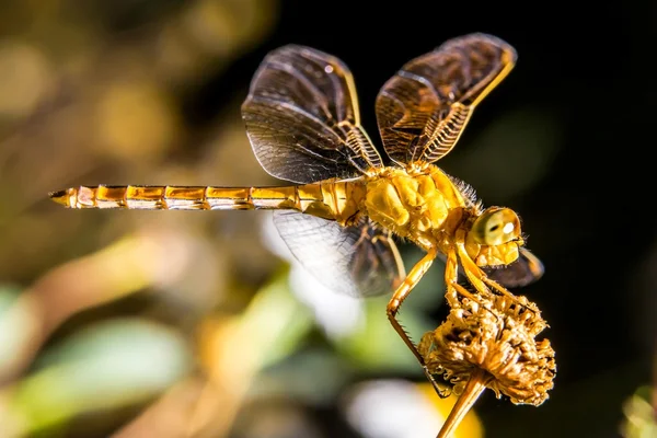 Libélula amarela fotografada na frente — Fotografia de Stock