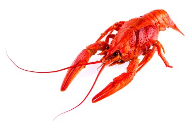 a red crayfish isolated on white, close-up, macro clipart
