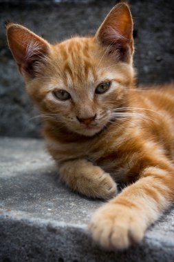 Gri merdivenlerde yalan ve dümdüz bir pençe ile seyir beyaz zencefil kedi ileri uzattı