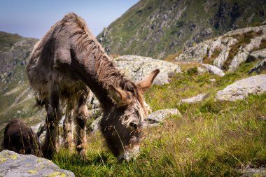 Dağlarda, çim yeme eşek görünümü ile birçok taş, Karpat Dağları, Romanya