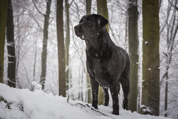 Černý pes Labrador Retriever v lese pokryté sněhem se stromy v pozadí — Stock fotografie