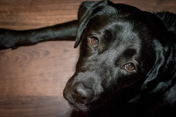Siyah köpek Labrador Retriever yerde yatıyor. — Stok fotoğraf