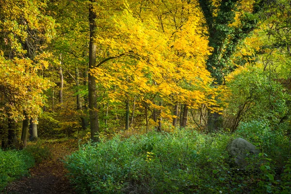 Chemin dans la forêt d'automne avec des feuilles jaunes et vertes — Photo