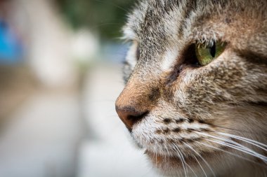 Yeşil gözlü kedi Başkanı yakın çekim