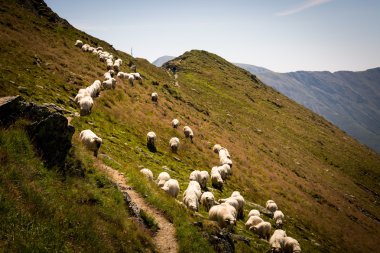 Romanya dağlarda bir çayır koyun sürüsü