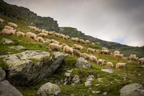 Rebanho de ovelhas num prado nas montanhas da Roménia — Fotografia de Stock